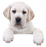 Puppy Training Coulsdon - Pet Dilemmas